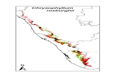Chrysophyllum lanceolatum